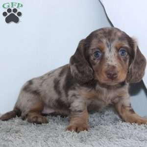 Rose, Dachshund Puppy